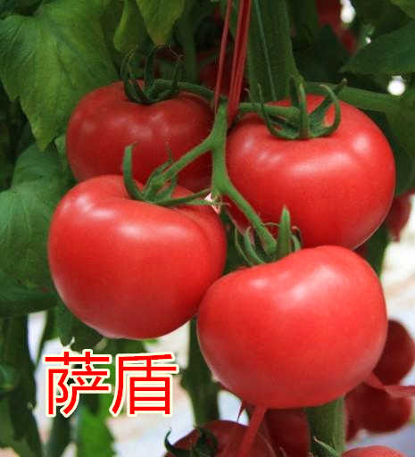 _c鿴ԔϢ