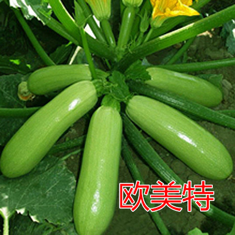 Wc鿴ԔϢ