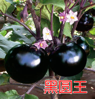 ڈAAc鿴Ԕ(x)Ϣ