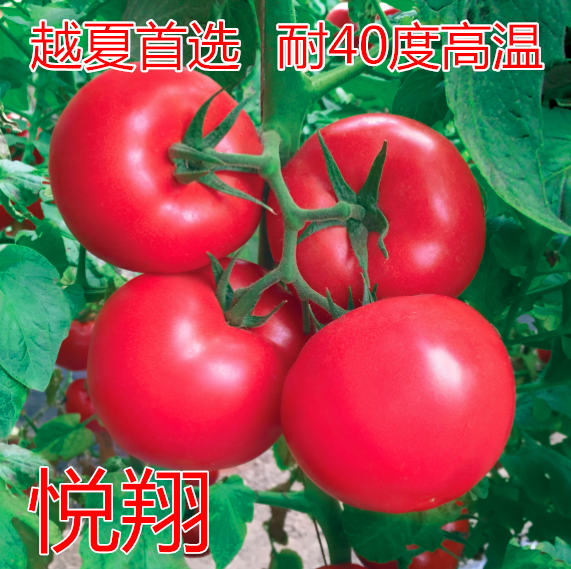 Խķ۹˗Uc鿴ԔϢ
