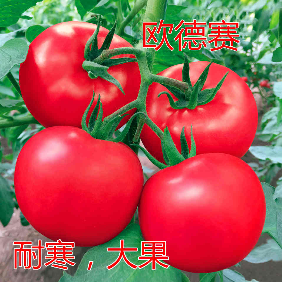 Wِ۹˗Uc鿴ԔϢ
