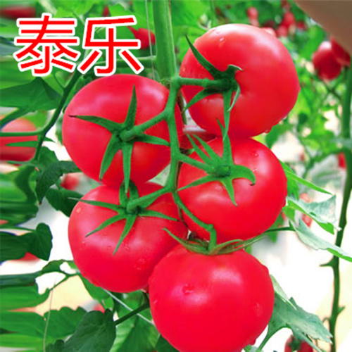 ۴̩c鿴ԔϢ