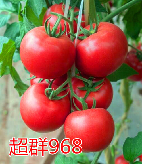 Ⱥ968c鿴ԔϢ